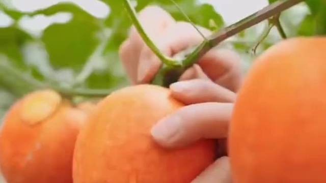 营养健康的吊瓜子