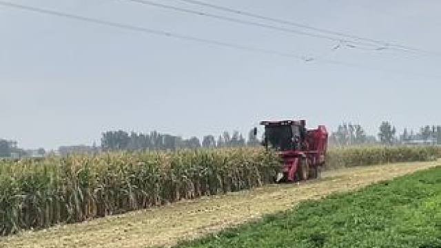 生活不止诗和远方 还有一亩三分地的玉米在等你 你再牛掰 混的再好 你妈喊你回家掰玉米 你必须放下手里