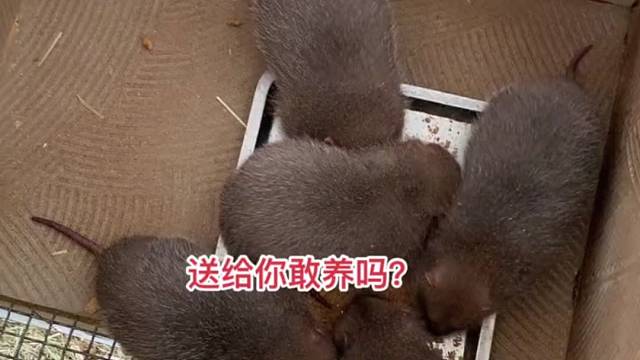 打工是不可能的