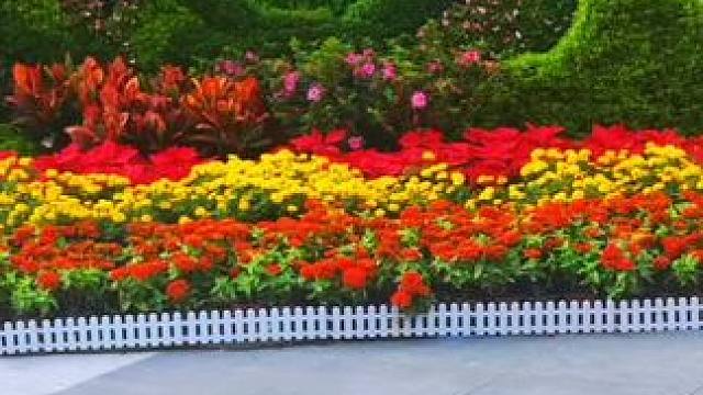 #万花丛中过 #多彩世界