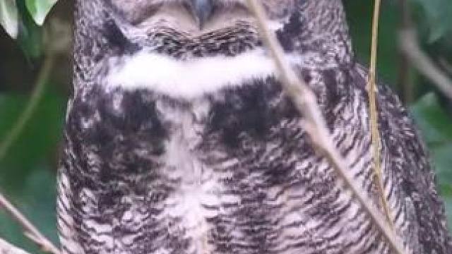 猛禽之一猫头鹰 #猫头鹰 #宠物