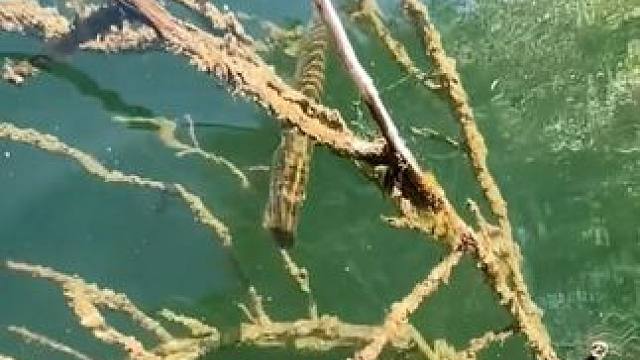 #国外视频分享 #好大一条鱼 #大鱼吃小鱼