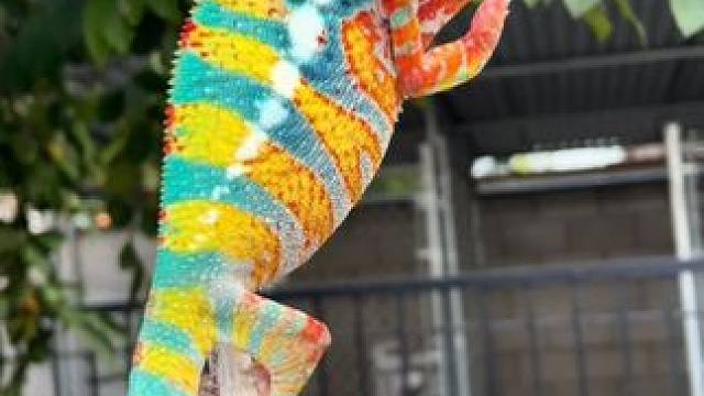 变色龙 #国外视频分享 #宠物 #奇妙的动物