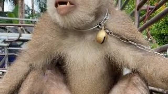 打工猴准备上班摘椰子 #国外视频分享 #猴子成精 #黔灵山猴子