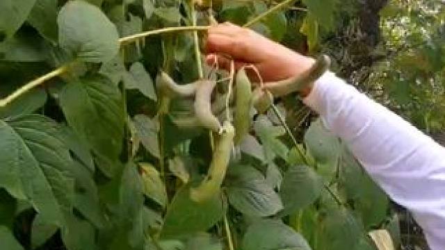 秋风起，满山野果陆续成熟，甜与酸，尝过的人才知，而这些野果认识的能有几人 #大自然的馈赠