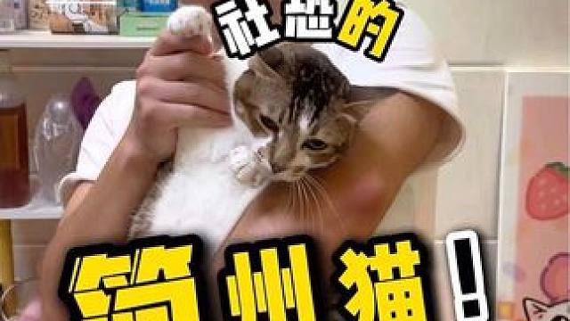 主人说它脾气大连它都咬，在我手上这不手拿把掐？#喵惊喜 #宠物 #好医保门诊险 #支付宝门诊险#金牌