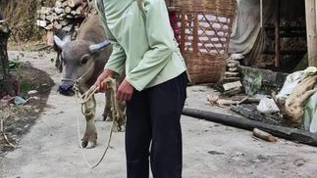 虽然每天都在忙忙碌碌的，但生活却很充实安逸#田园生活 #农村生活 #放牛的生活