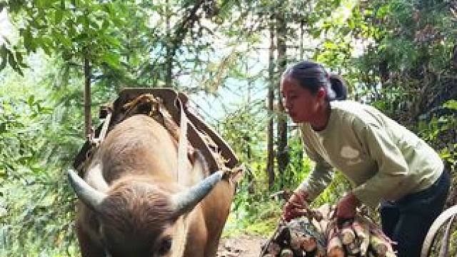 天黑了，驮柴回家煮饭吃啦#记录我的农村生活 #大山里的生活记录 #放牛的生活