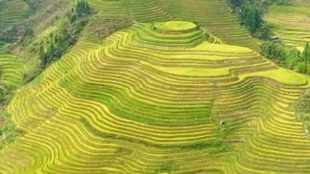 爱一个人，带她去广西桂林龙胜梯田，看千层稻谷渐黄，体验壮瑶吊脚楼特有浪漫风情。#广西龙胜千层梯田渐黄