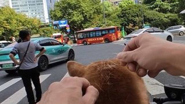 你知道的人在等红绿灯的时候比较无聊 #柴犬 #萌宠出道计划 #原来小狗也喜欢兜风 #带狗骑行 #萌宠