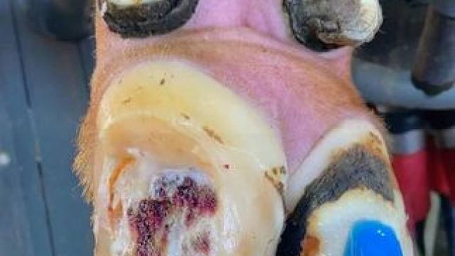 刚一打开手机，就看到小哥冲起了牛蹄#修蹄 #助眠 #解压 #治愈系 #强迫症