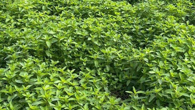 漯惠农业   十香菜芝麻盐