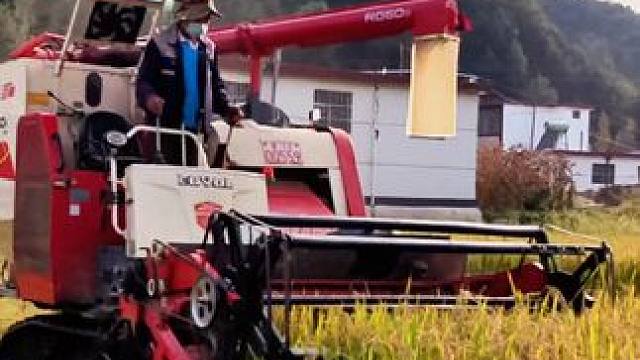 家有余粮心不慌，颗颗粒粒都归仓 #稻谷熟了 #秋收的喜悦 #我是家乡陇南文旅推荐官