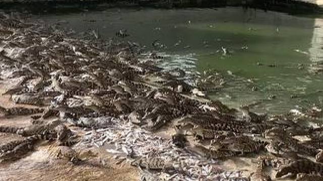 每天看着吃那么多，都不见长哦