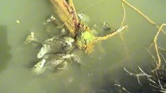 这鱼都跑上岸来了！#钓鱼的乐趣只有钓鱼人懂 #钓鱼人就是这么疯狂 #爱生活爱钓鱼