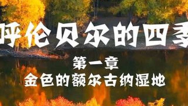 呼伦贝尔的四季～金色的额尔古纳湿地～#额尔古纳湿地#呼伦贝尔#金秋#秋天必去的打卡地