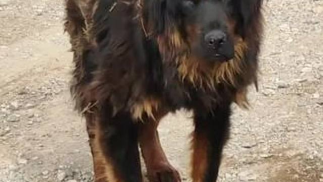 高原上的藏獒跳舞，太可爱了#藏獒 #不养狗不知道养狗的乐趣 #牧区原生獒 #精神小狗