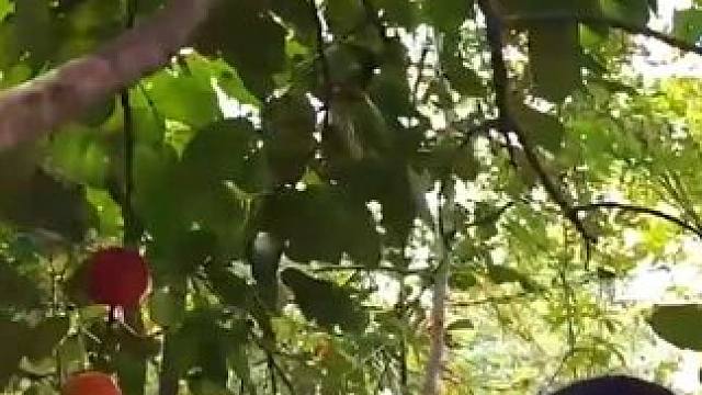 晚餐用鸭蛋和野生红苹果烹制美味 - 在丛林中独自烹饪