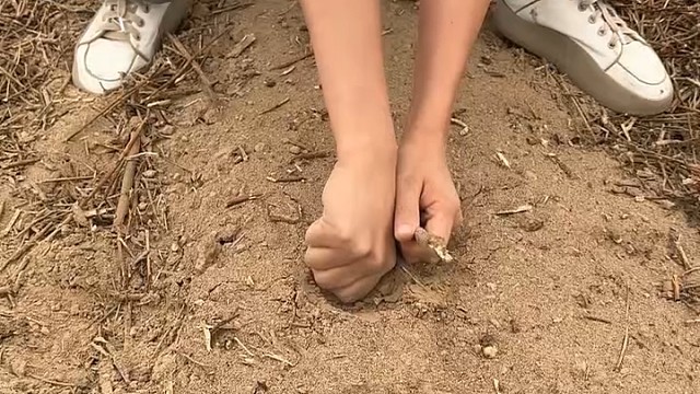 你们小时候有没有挖过洋姜？