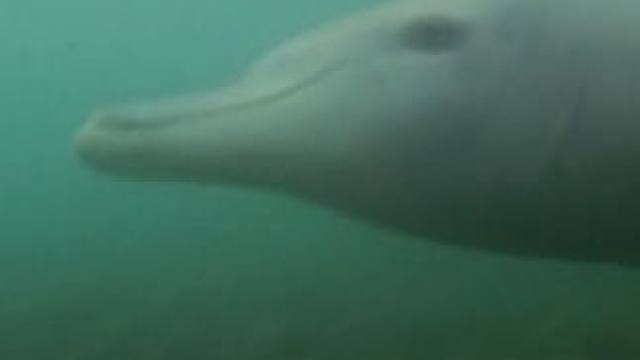 动物世界——海豚宝宝 赵忠祥解说