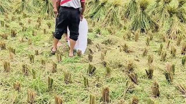 不干农业不知道农业的难，不当农民不知道农民的苦，如果说勤劳能致富，那最富有的就是农民，但现实很打脸，