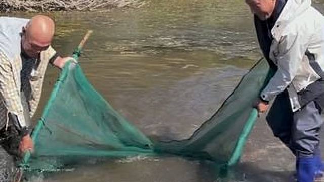 #户外捕鱼 #好多鱼