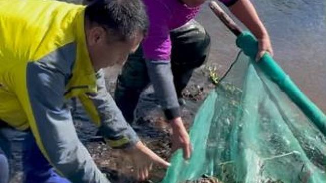 #户外捕鱼 #好多鱼