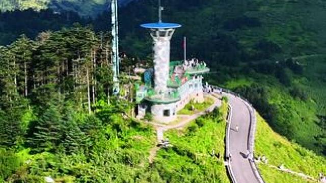 这里的树是真的大呀#登上山顶看美景 #神农架