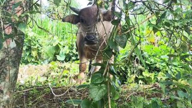 牛仔想妈妈了#农村养牛人记录农村生活 #田园生活 #放牛的生活