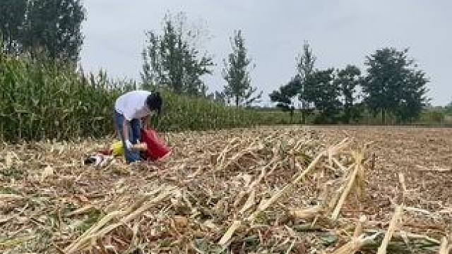 老妈叫我捡玉米 
听到地头吆喝 贩苹果嘞
这换两苹果 不会被发现吧
#田间地头 #乡愁记忆  #玉米