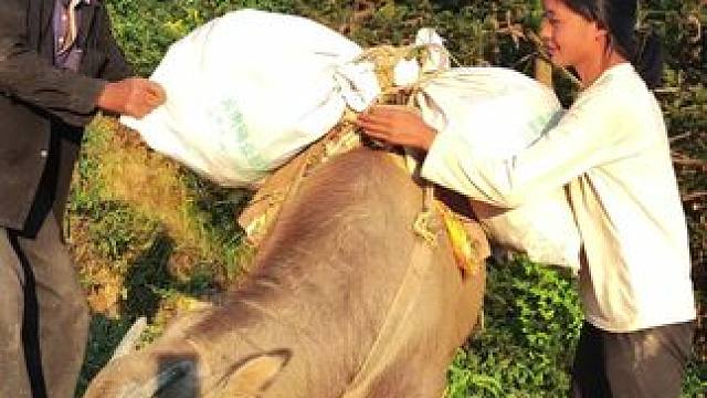 上班了，今天背红薯藤回家#记录我的农村生活 #田园生活 #放牛的生活