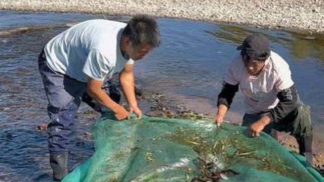 #户外捕鱼 #好多鱼