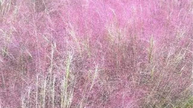 京襄城遗址公园 #粉黛乱子草 #河南刚哥#志刚在路上