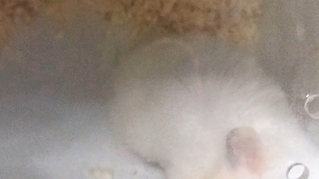 鼠大哥，我说你这是要拆房的节奏吗？