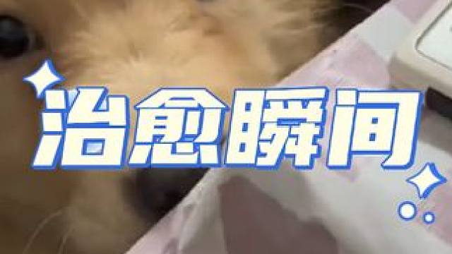 “狗狗的治愈瞬间，这个世界不能没有小狗”#被小狗治愈的一万个瞬间 #不养狗不知道养狗的乐趣 #这个世