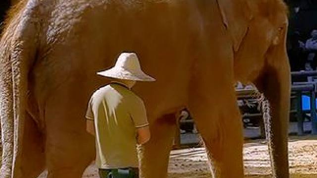 西双版纳野象谷，人和动物的和谐相处。