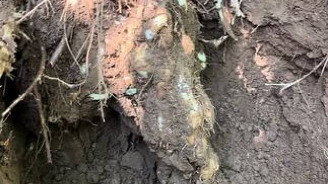 深山里挖野生山药#滋补养生 #山药 #野生山药 #野生山药纯天然 #野生山药挖掘