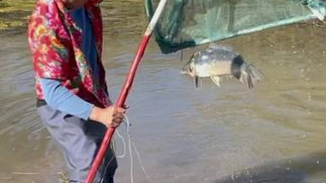 #户外捕鱼 #好大一条鱼