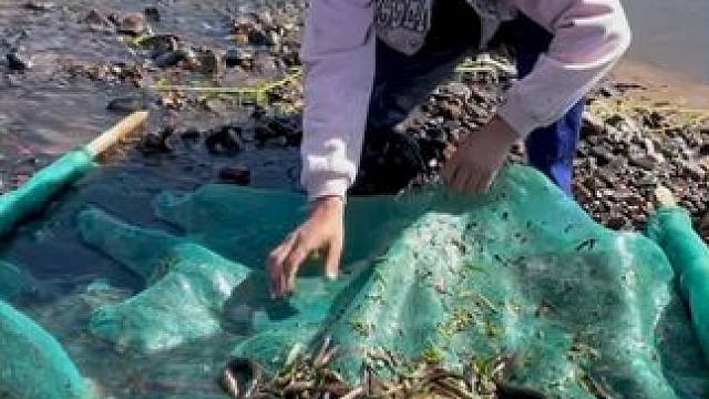 #户外捕鱼 #好多鱼