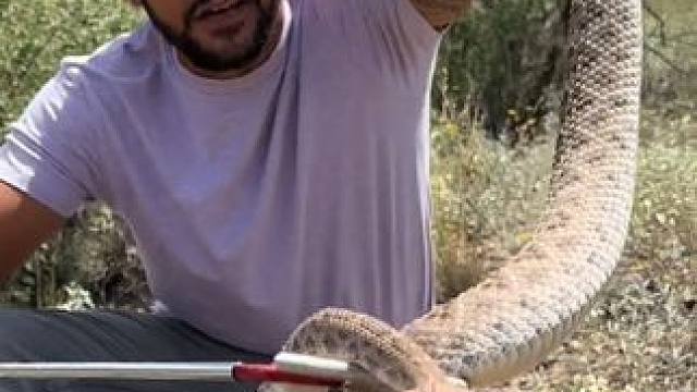 狠人 #国外视频分享 #野生动物零距离 #专业操作请勿模仿