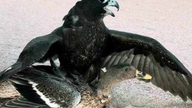 阿拉伯土豪训练宠物游隼捕猎 #国外视频分享 #国外合法狩猎 #宠物