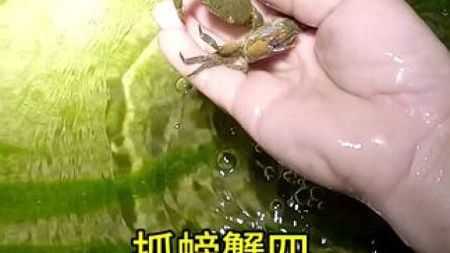 抓螃蟹四#户外抓鱼摸虾 #抓螃蟹 #逮鱼摸虾