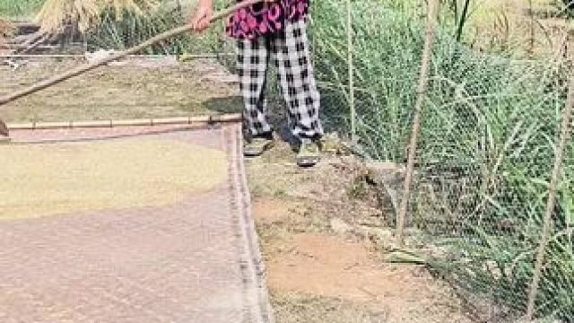 以后种粮食，就种纯天然的，产量低一点没关系，一家人够吃就行！#农民种地不容易 #农村 #大实话句句在