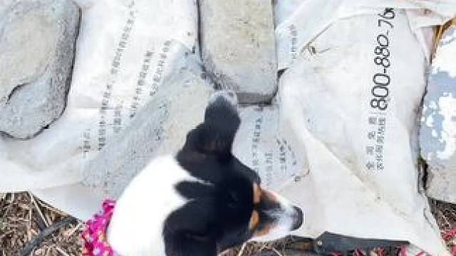 跳闸推不上
熊我“不沾弦”脸垮垮里 咋了又#田间地头 #乡愁记忆 #农村生活