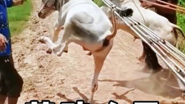 #劳动人民的智慧 #神操作 #生活小妙招#三农 #农民