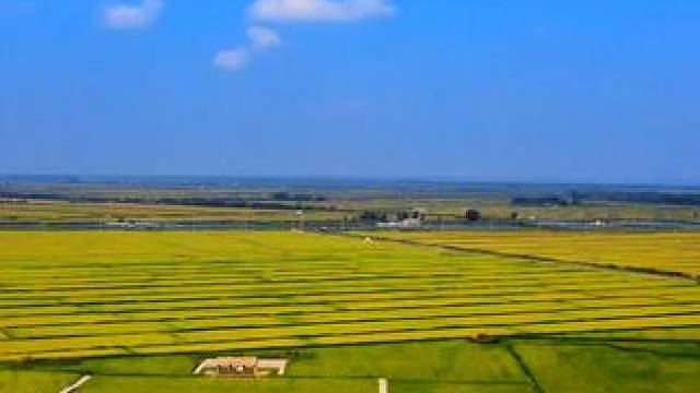 #又是一个丰收年 #稻田风光美如画 #丰收在望