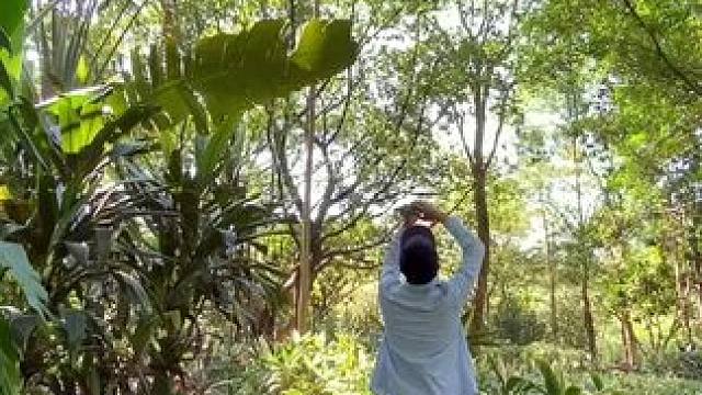 教你一镜到底拍摄林荫小道秋分小短片#手机摄影 #拍摄技巧 #一镜到底 #秋分 #氛围感