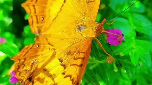 野象谷里的蝴蝶园，.好多大又漂亮的蝴蝶。