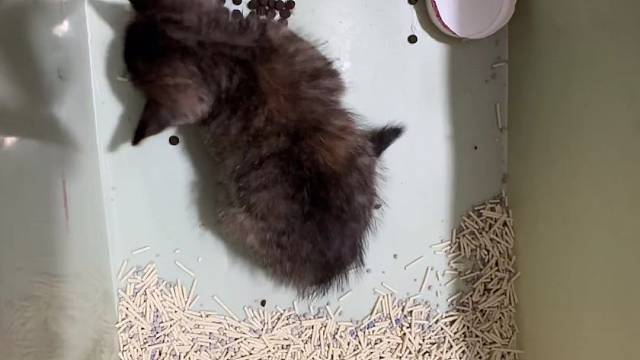 ٩(•̤̀ᵕ•̤́๑)ᵒᵏᵎᵎᵎᵎ