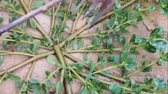 #在农村生活是一种怎样的体验 #每天都记录农村真实生活日常 #我们的农村生活就是这样 #一键秒变真人